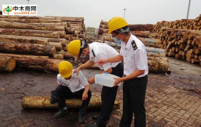 江苏常熟进口木材检尺市场开启“质量共治”新模式