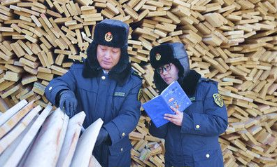 满洲里口岸俄罗斯锯材进口量已超过原木进口量