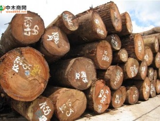 东南亚红酸枝木材识别特征 奥氏黄檀