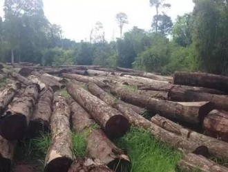 老挝甘蒙省将举行第二次非法木材拍卖会