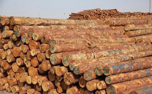 江苏镇江口岸进口木材140多万立方较上年增长10倍
