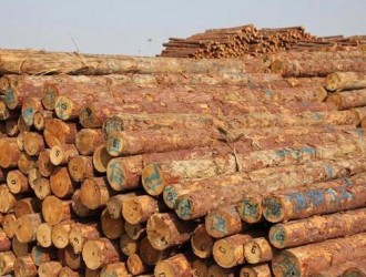 江苏镇江口岸进口木材140多万立方较上年增长10倍
