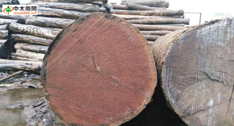  安哥拉非洲楝_木材树种详解