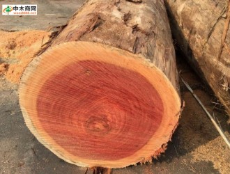 印度坚木_木材树种详解