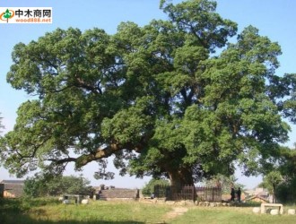 黄樟_木材树种详解