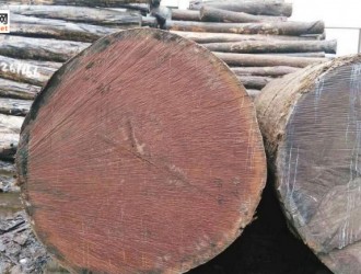 安哥拉非洲楝_木材树种详解