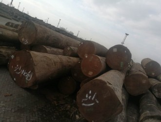 上海达显进出口原木批发厂家出售进口刚果沙比利一手货源材质极佳