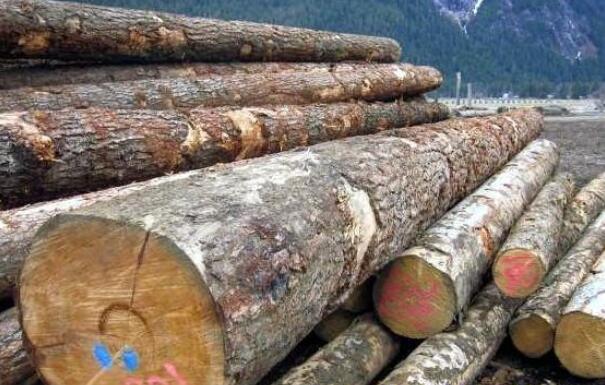 深度分析：加拿大BC原木出口政策及贸易壁垒