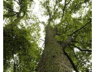 金丝楠木的木头是什么样子?