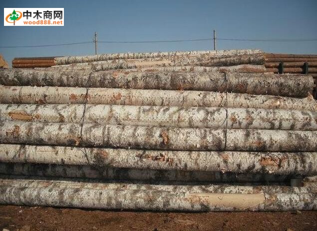 桦木药物特点