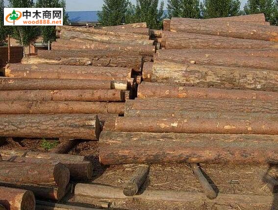 木材商谨防受骗--谎称低价出售木材 诈骗定金147万元