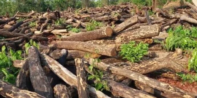 赞比亚政府宣布自2017年2月开始停止原木出口