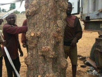 冈比亚政府颁布暂时禁止木材出口及运输