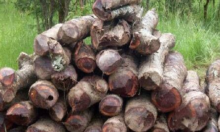 非洲材纷纷“沦陷” 尼日利亚后，冈比亚、赞比亚相继禁止原木出口