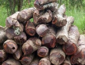 非洲材纷纷“沦陷” 尼日利亚后，冈比亚、赞比亚相继禁止原木出口