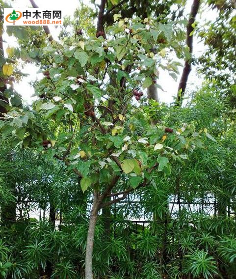 红木分布范围