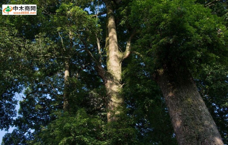 1300年楠木古树