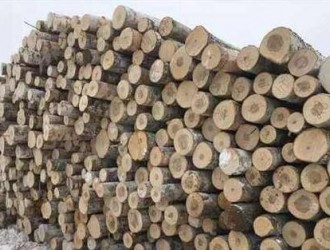 俄罗斯桦木禁止出口，中国桦木加工行业将何去何从？