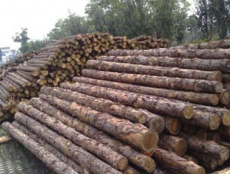 欧洲木材市场沙比利和西浦库存量大