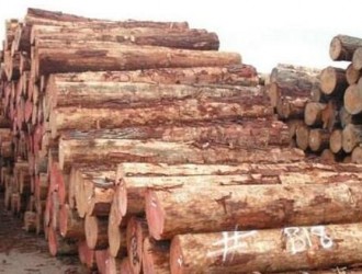 新西兰辐射松原木持续涨价，国内国外市场冰火两重天
