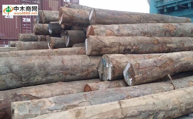 苏里南木材潜力无限 扬州口岸已多次进口集装箱装木材