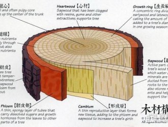 木材的结构
