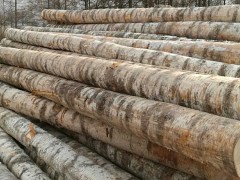出售俄罗斯进口原木木材原料,质优价廉