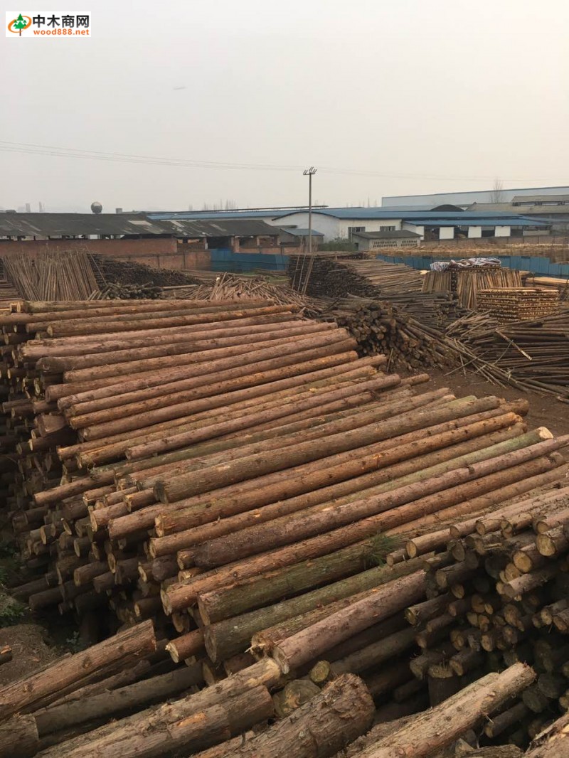 建明木业长期大量出售柳杉原木,各种规格
