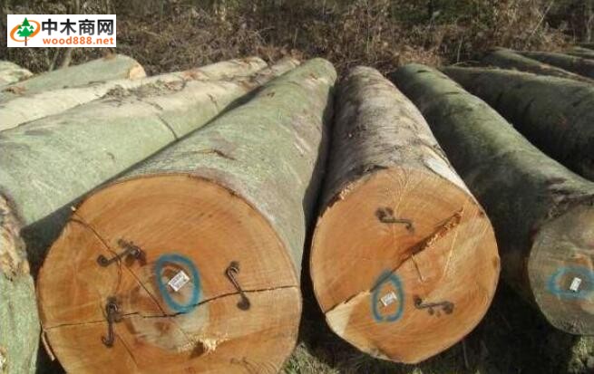 欧洲木材海运费翻了三倍！是否还有竞争优势？