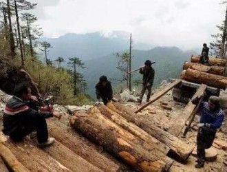 2016财年缅甸共查获走私木材四万余吨