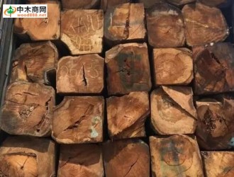 木材市场深度观察：刺猬紫檀价格下跌500-800元/吨 迎来囤货好时机？