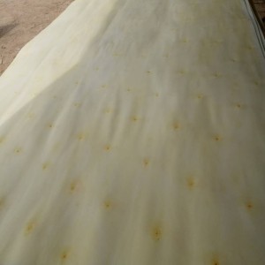 厂家专业加工生产优质漂白杨木单板,各种规格均有