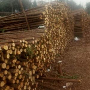 香杉木原木,绿化杆,常年供应图3