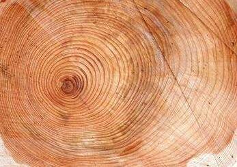 青白江国际木材交易中心将引入金丝楠木以丰富木材品类