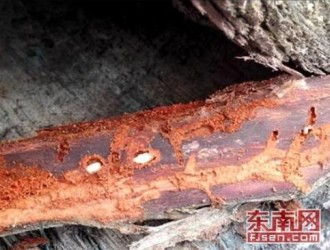 漳州港口岸截获2017年首船带虫新西兰原木