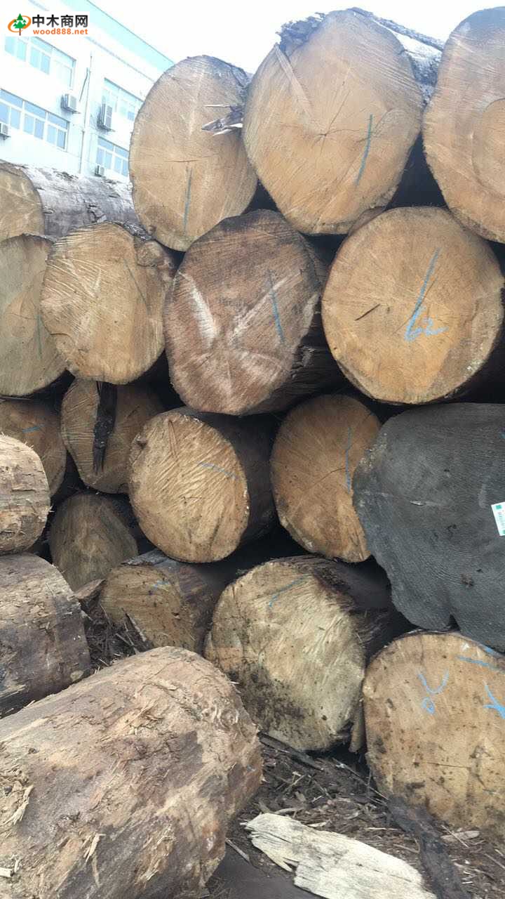 大量铁杉原木可出售加工大方料图片