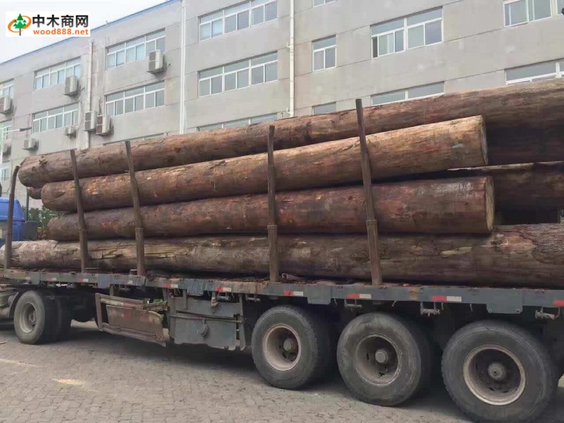 大量铁杉原木可出售加工大方料品牌