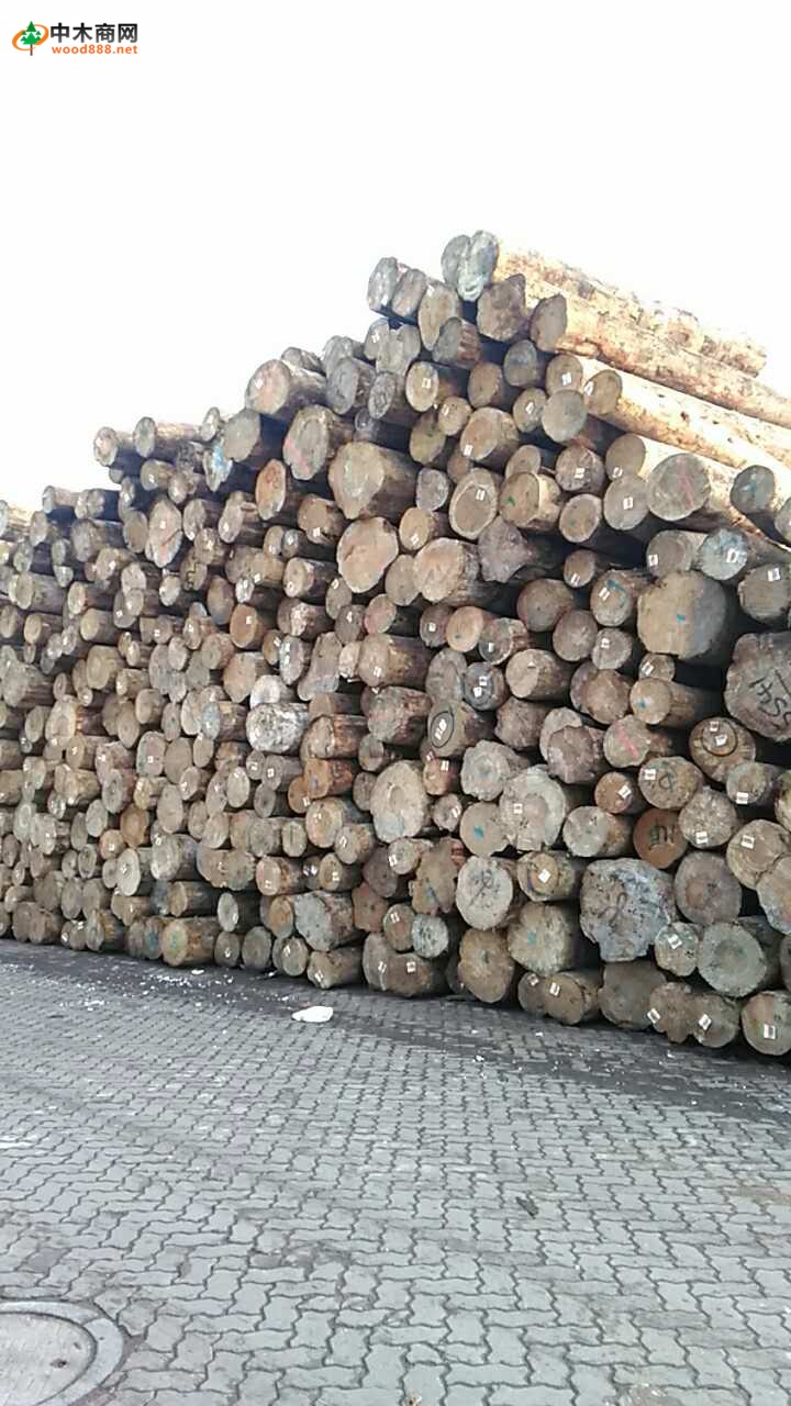 大量铁杉原木可出售加工大方料价格