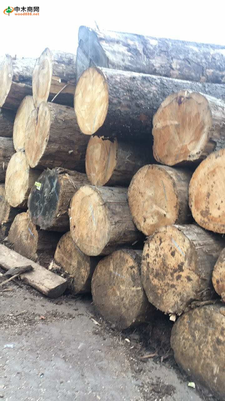 大量铁杉原木可出售加工大方料供应