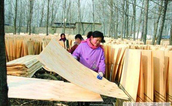 梁山县小路口镇立足木业资源优势大力发展板皮加工业
