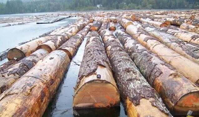 北美铁杉和花旗松原木价格格持续高位运行