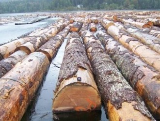 北美铁杉和花旗松原木价格格持续高位运行