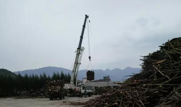 人造板产业巡视之---带你走近广西都庞岭木业