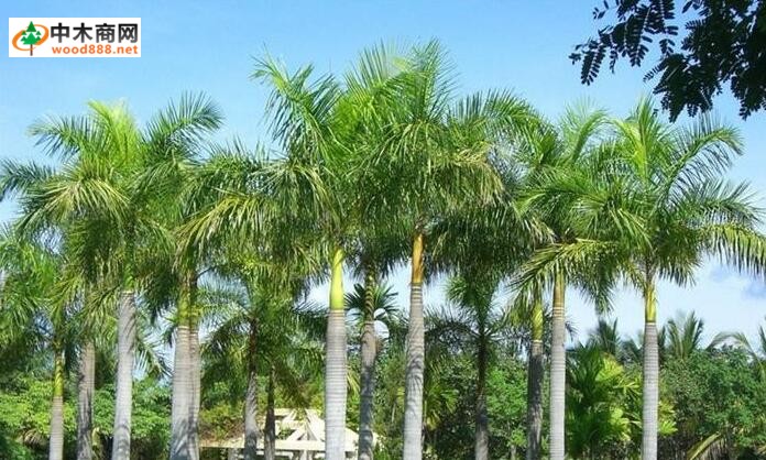  菲律宾从今年开始暂停砍伐椰子树