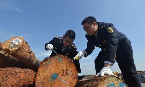江苏新民洲港进口木材41.3万方，实现销售3亿元