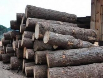 中国探寻低成本木材（火炬松，南方松，日本雪松）增加供货来源