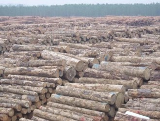 木材资源国际发布最新的全球木材和木材产品市场报告