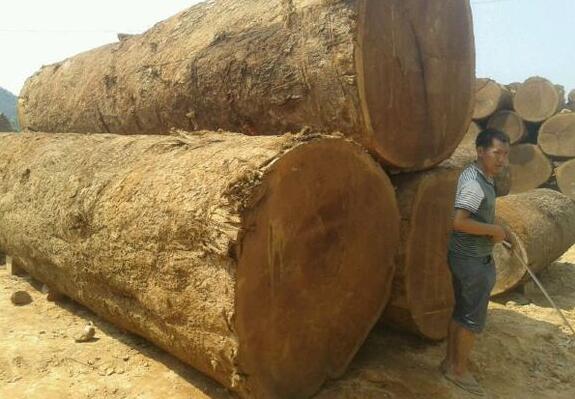 木结构材-缅甸木莲木材强度等级评定