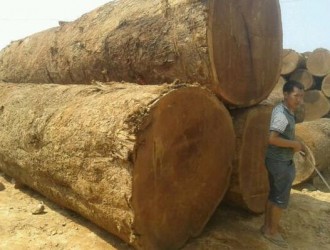 木结构材-缅甸木莲木材强度等级评定