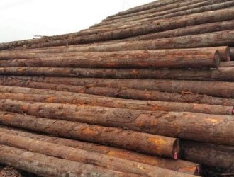 北美铁杉和花旗松原木更受木材加工企业的青睐，加工量越来越大